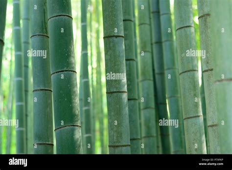 Nature background green Bamboo forest in Japan Stock Photo - Alamy