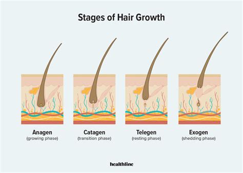 Hair growth has four stages: Anagen, Catagen, Telogen and Exogen. Anagen is the active phase ...