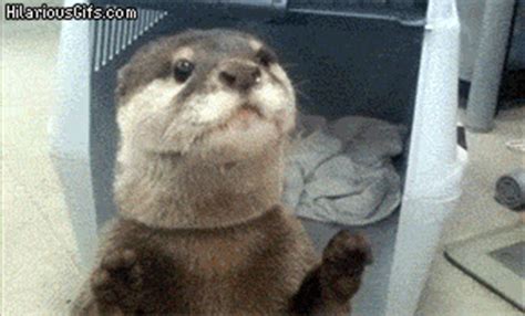 Download Animal Otter Gif - Gif Abyss