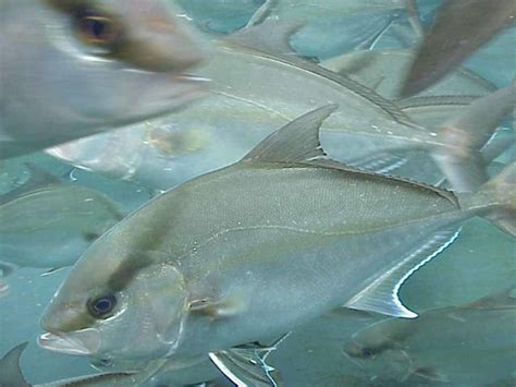 Amberjack culture progresses at Oceanic Institute - Responsible Seafood ...