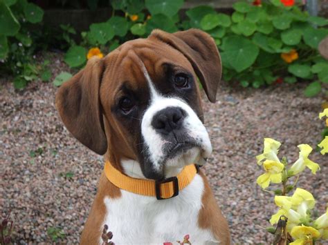 Cute Boxer Puppy - Dogs Wallpaper | Cute boxer puppies, Boxer dogs, Boxer puppies