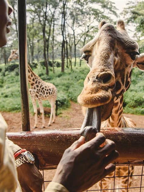 The Nairobi Giraffe Centre | Brilliant Africa