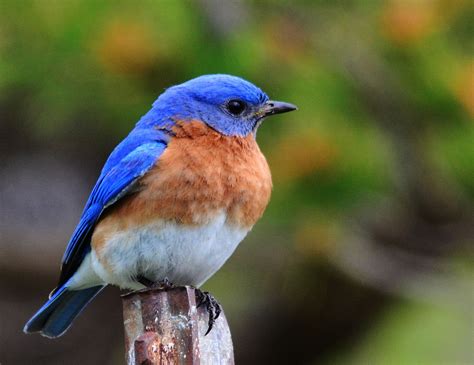 Eastern Bluebird - Saw my first one of the spring recently. We get them ...