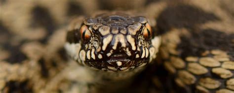 CANCELLED - Adder Identification & Survey Workshop - Back From The Brink