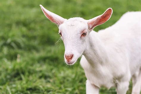 Saanen Goat: Breed Info, Characteristics, Breeding, and Care