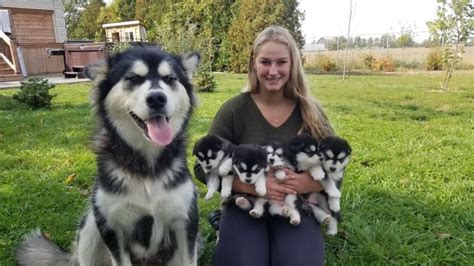 Pandemic turns dogs into a hot commodity, worrying humane society and breeders | CBC News