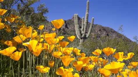 Super bloom: Where to find wildflowers in Arizona