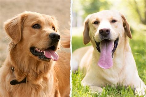 Are Golden Retriever And Labrador The Same