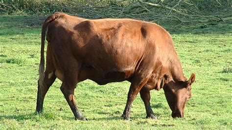 Red Poll Cattle - Hobby Farms