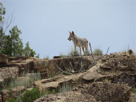 Free Images : desert, adventure, wildlife, zoo, natural, coyote, fauna ...