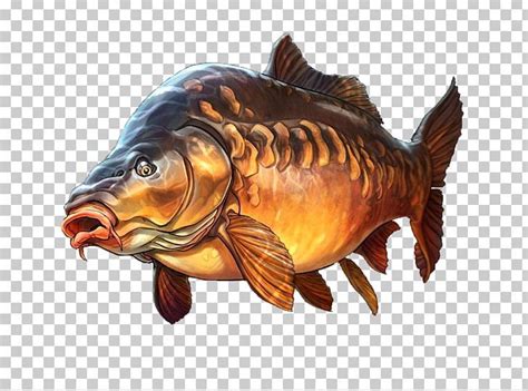 Mirror Carp Carp Fishing Illustration PNG, Clipart, Animals, Animal Source Foods, Art, Carp ...