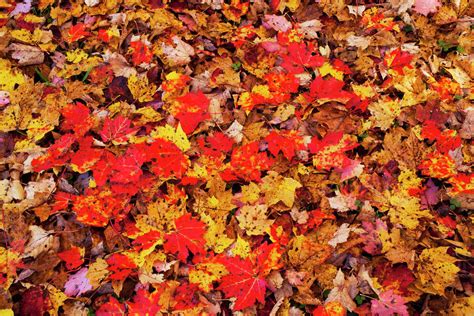 Autumn coloured leaves on the ground; Bolton Pass, Quebec, Canada ...