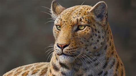 Panthera blytheae: Oldest Big Cat Fossil Found in Tibet | Paleontology | Sci-News.com