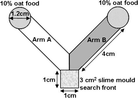 Slime mold uses an externalized spatial “memory” to navigate in complex ...