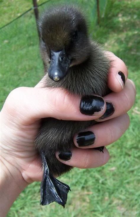 Black Duck Baby by MWaters on DeviantArt