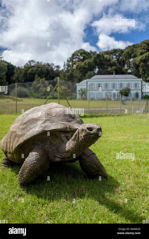 Jonathan the tortoise hi-res stock photography and images - Alamy