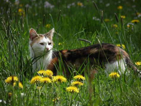 Free Images : nature, grass, meadow, prairie, flower, wildlife, pet, fauna, whiskers, animals ...