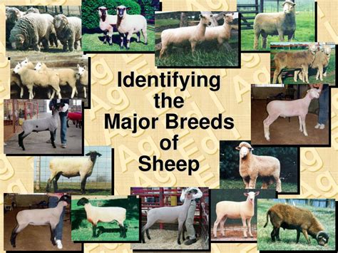 PPT - Identifying the Major Breeds of Sheep PowerPoint Presentation, free download - ID:1069315