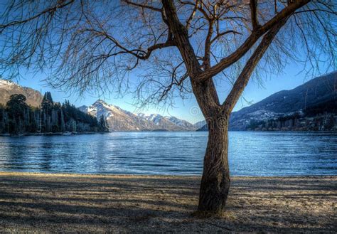 Winter tree at lakeside stock photo. Image of tree, winter - 25795920