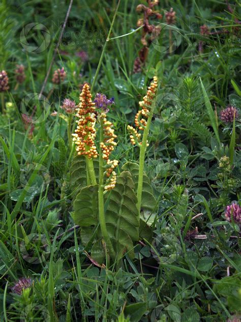 Botrychium lunaria. Common moonwort - Botrychium lunaria (Common moonwort) - Ferns ...