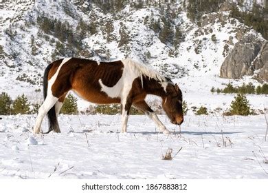 Horse Altai Mountains Winter Stock Photo 1867883812 | Shutterstock