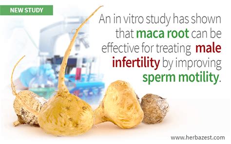 Effectiveness of Maca Root for Men's Fertility Shown by Study