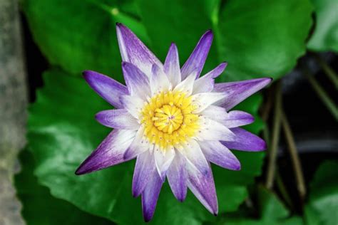 Purple Lotus Flower in Thailand Stock Photo - Image of summer ...