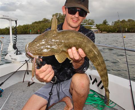 How to Catch Flathead on Lures (Beginners Guide) – Daiwa Australia