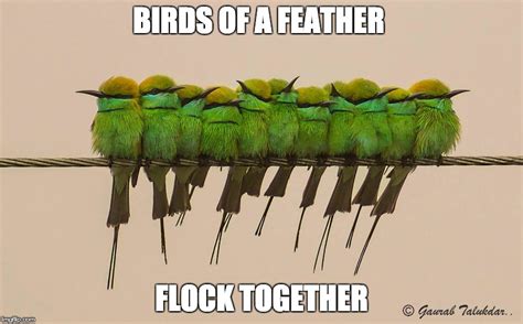 Birds of a feather - Imgflip