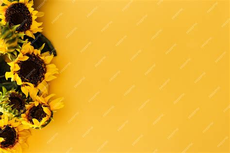 Free Photo | Sunflowers on yellow