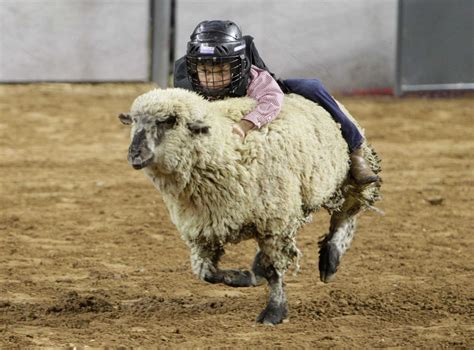 RodeoHouston opens up entries for 2017 mutton busting season - Houston Chronicle