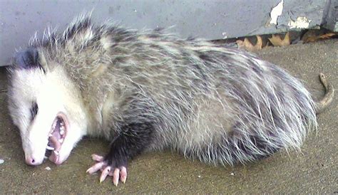 14 things you don't know about the opossum - pennlive.com