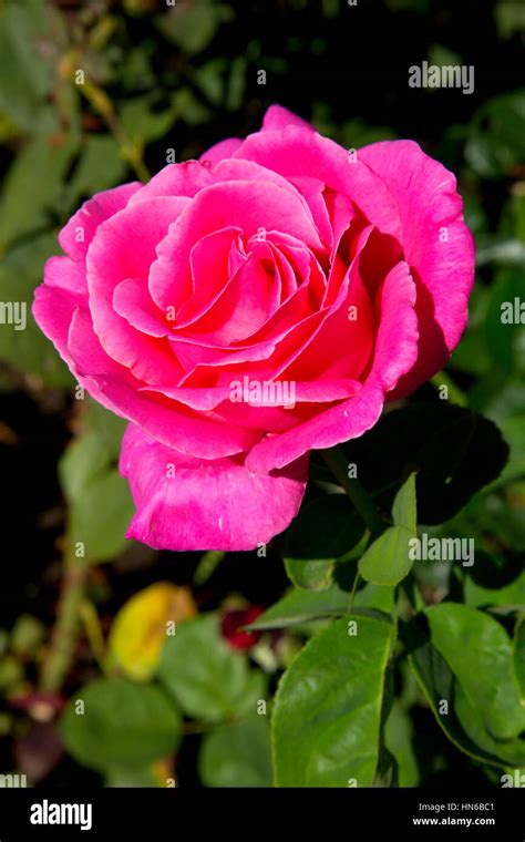 Rose, Heirloom Roses, St Paul, Oregon Stock Photo - Alamy