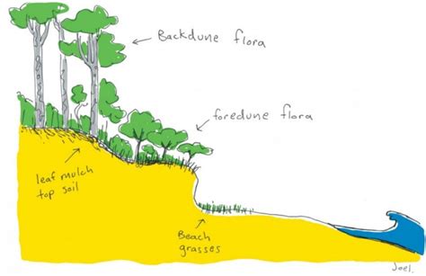 Joel Tarling Dune formation - Joel Tarling