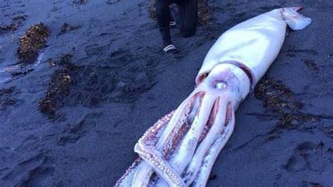 Monster squid goes viral after it washed up in New Zealand | Fox News