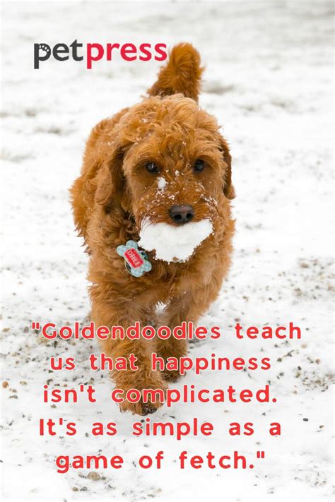 50+ Inspiring Goldendoodle Quotes for a Happy Life - PetPress