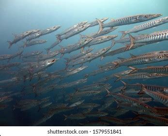 Baracuda Fish Common Species Barracuda Large Stock Photo (Edit Now) 1579551841