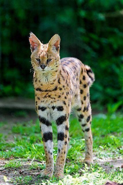 A beautiful Serval. | Gatos selvagens, Animais selvagens, Felinos