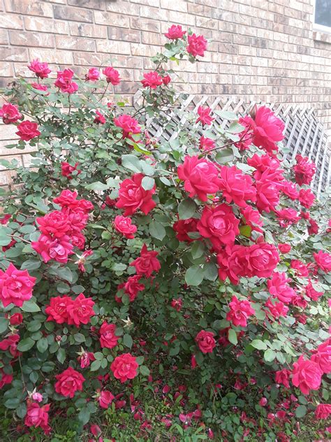 rose bushes mostly... ;-) | Collectors Weekly