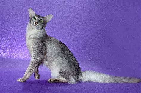 Oriental Longhair Cat Breed: Size, Appearance & Personality