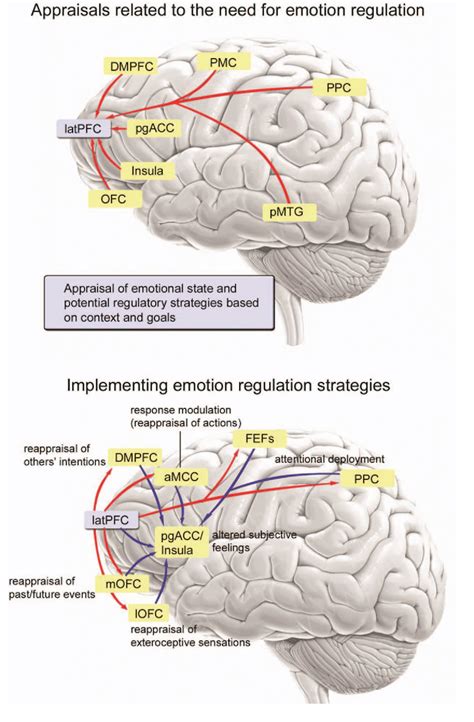 Figure 1 from Emotion and the Prefrontal Cortex: An Integrative Review ...