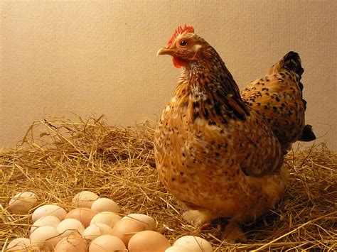 Why Chickens Stop Laying Eggs in the Winter | Survival skills, survival ...