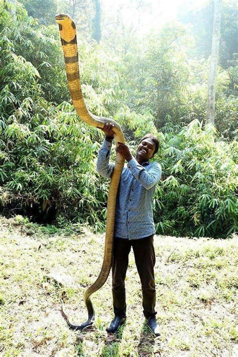 vava suresh with male king cobra images - Google Search | King cobra, Image, Cobra