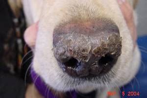 I have a pug dog who has black crispy stuff that comes from the top of his nose area. when he ...