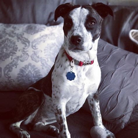 Blue Heeler Boxer Mix Dog, Boxer-Heeler mix | Dog breeds, Heeler mix, Heeler - She's got pretty ...