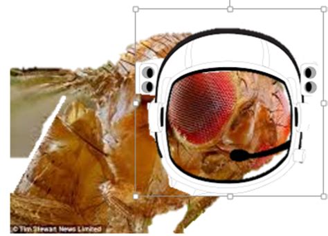 What are the top 10 animals that have been to space? timeline | Timetoast timelines