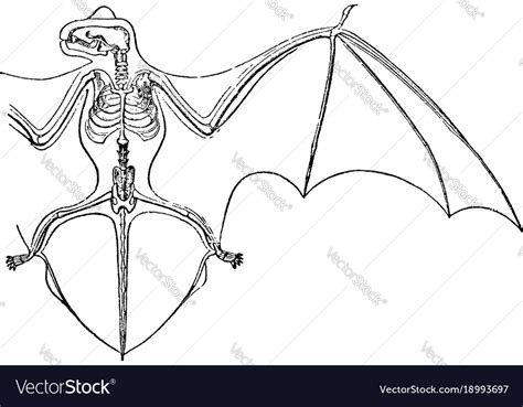 Skeleton and wing membranes of the noctule bat Vector Image