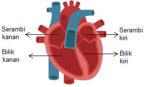 Jantung manusia memiliki empat bagian, yaitu seram...