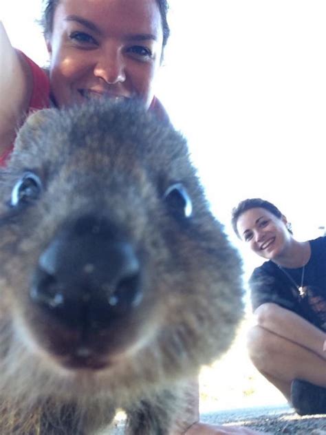 There is New Selfie Trend Circling Around. It’s Called Quokka Selfie!