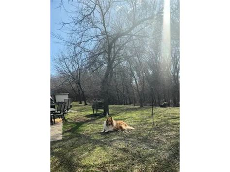 3 Cute AKC Rough Collie puppies for sale in Stillwater - Puppies for ...